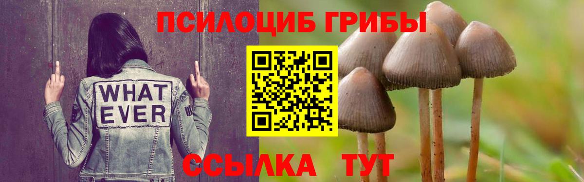 Псилоцибиновые грибы Psilocybine cubensis  Кузнецк 